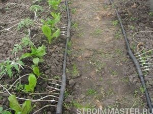 Полив участка сегодня: основные системы Полив участка сегодня: основные системы