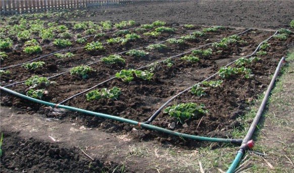 Капельный полив и системы орошения своими руками Капельный полив и системы орошения своими руками