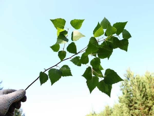 Заготовка березовых веников для бани Заготовка березовых веников для бани