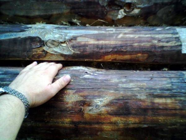 Как конопатить сруб Как конопатить сруб