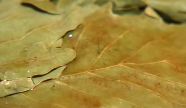 Как запарить веник для бани Как запарить веник для бани