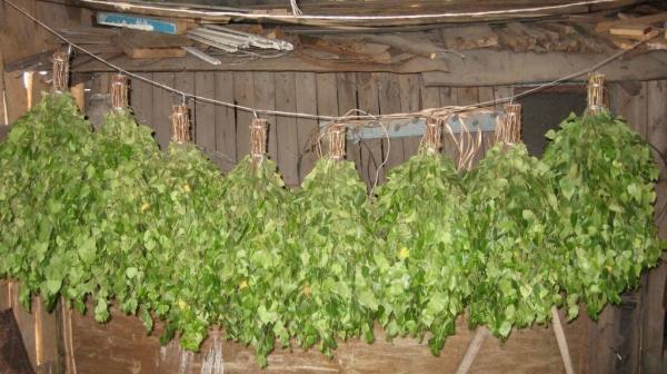 Заготовка березовых веников для бани Заготовка березовых веников для бани