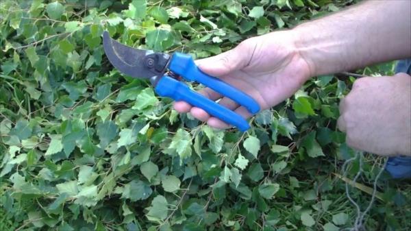 Заготовка березовых веников для бани Заготовка березовых веников для бани