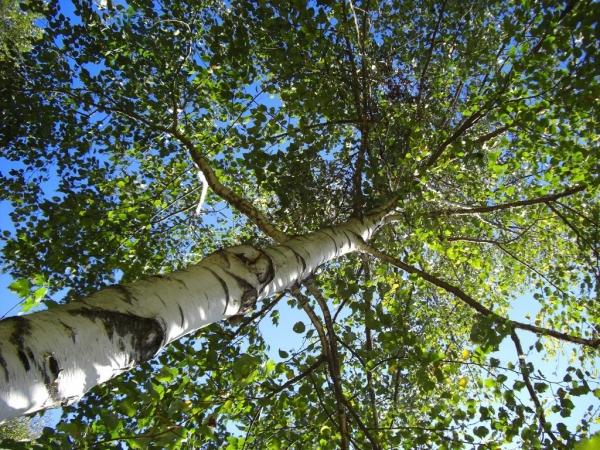 Заготовка березовых веников для бани Заготовка березовых веников для бани