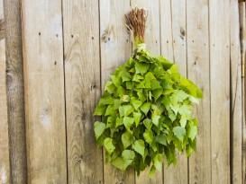 Заготовка березовых веников для бани Заготовка березовых веников для бани