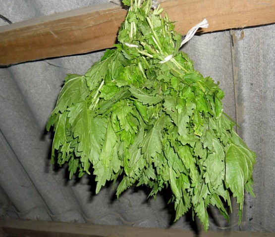 Веник из крапивы для бани