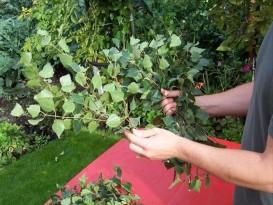 Заготовка березовых веников для бани Заготовка березовых веников для бани