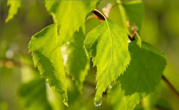 Заготовка березовых веников для бани Заготовка березовых веников для бани