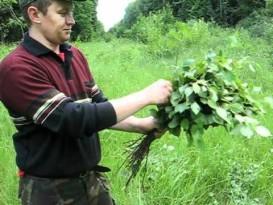 Заготовка березовых веников для бани Заготовка березовых веников для бани