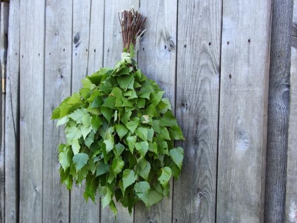 Заготовка березовых веников для бани Заготовка березовых веников для бани