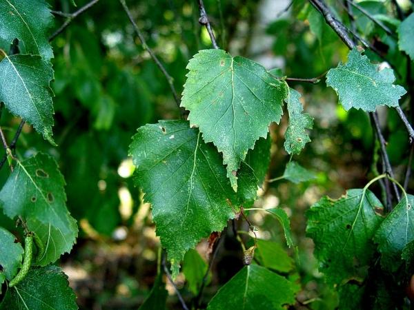 Заготовка березовых веников для бани Заготовка березовых веников для бани