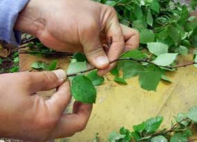 Заготовка березовых веников для бани Заготовка березовых веников для бани