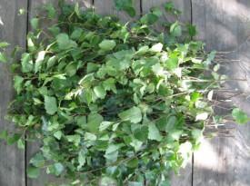 Заготовка березовых веников для бани Заготовка березовых веников для бани