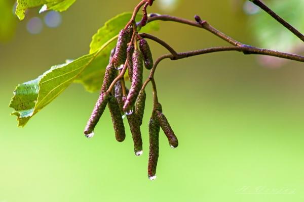 Заготовка березовых веников для бани Заготовка березовых веников для бани