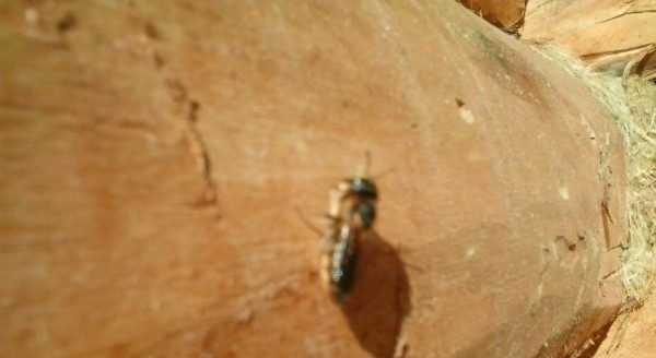 Баня из осины плюсы и минусы Баня из осины плюсы и минусы