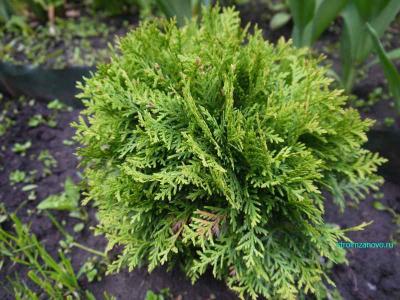 Ландшафтный дизайн участка  
Ландшафтный дизайн участка