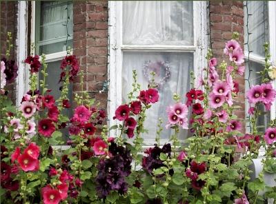 Мальва многолетняя: посадка и уход за культурой Мальва многолетняя: посадка и уход за культурой