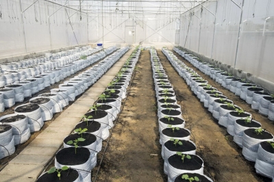 Как сделать капельный полив из бочки для теплицы + видео Как сделать капельный полив из бочки для теплицы + видео