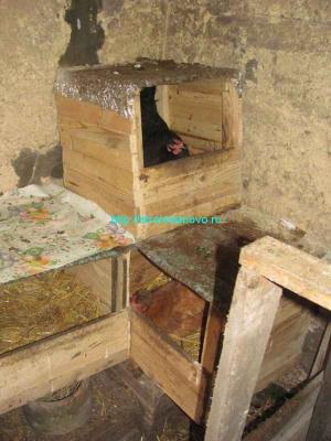 Гнёзда для кур своими руками  
Гнёзда для кур своими руками