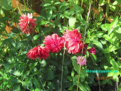 Цветы в саду  
Цветы в саду