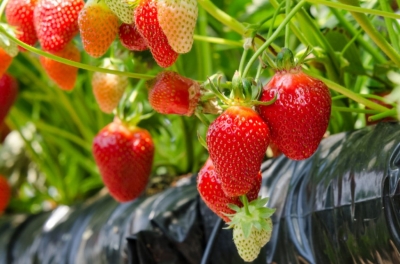 Укрывной материал для парников и теплиц Укрывной материал для парников и теплиц