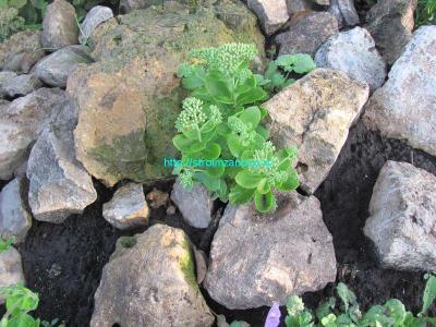 Альпийская горка своими руками  
Альпийская горка своими руками