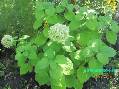 Цветы в саду  
Цветы в саду