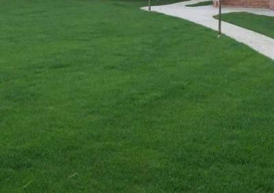 Устройство газона  
Устройство газона