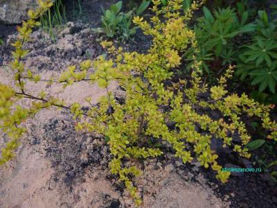 Ландшафтный дизайн участка  
Ландшафтный дизайн участка