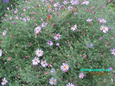 Цветы в саду  
Цветы в саду