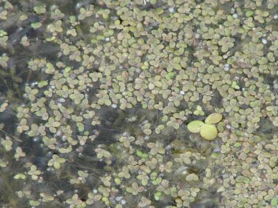 Растения водоёма  
Растения водоёма