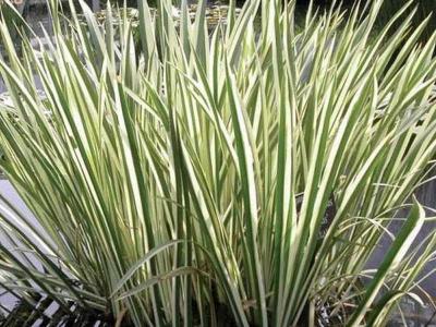 Растения водоёма  
Растения водоёма