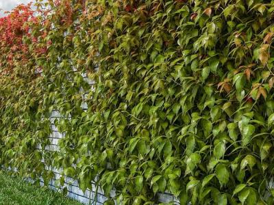 Живая изгородь на даче  
Живая изгородь на даче