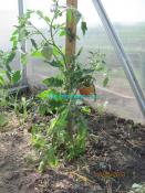 Рецепт томатного сока  
Рецепт томатного сока