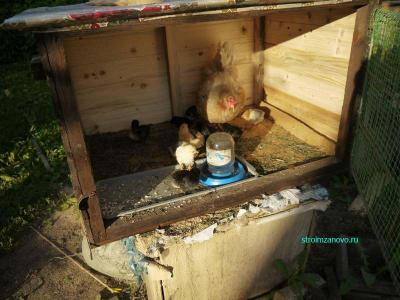 Клетка для цыплят  
Клетка для цыплят