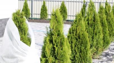 Спанбонд: что это такое, возможности материала и эффективность использования Спанбонд: что это такое, возможности материала и эффективность использования