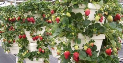 Высокие грядки на даче своими руками: фото и технология изготовления Высокие грядки на даче своими руками: фото и технология изготовления