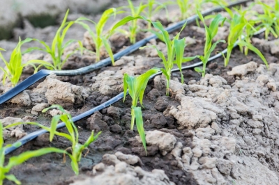 Как сделать капельный полив из бочки для теплицы + видео Как сделать капельный полив из бочки для теплицы + видео