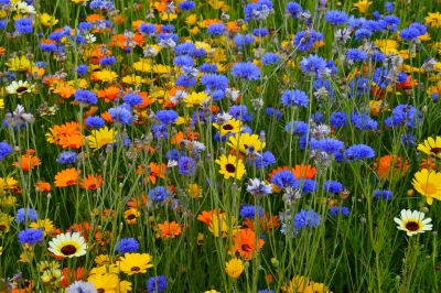 Газон на участке: виды, посадка и уход Газон на участке: виды, посадка и уход