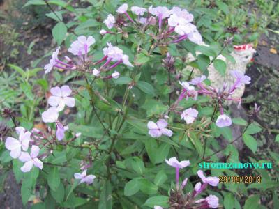 Цветы в саду  
Цветы в саду