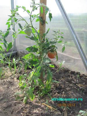 Садовая дорожка из спилов дерева своими руками  
Садовая дорожка из спилов дерева своими руками