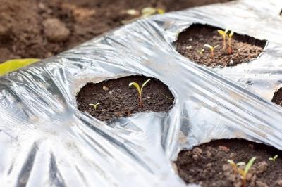 Укрывной материал для грядок Укрывной материал для грядок