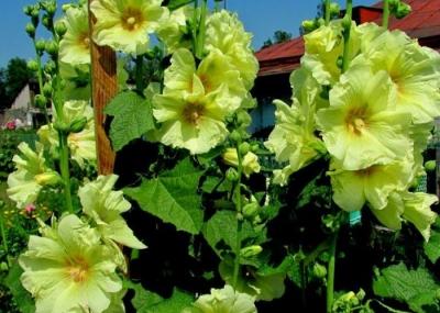 Мальва многолетняя: посадка и уход за культурой Мальва многолетняя: посадка и уход за культурой