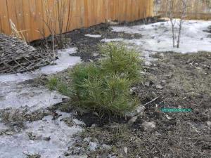 Хвойные деревья на участке
Хвойные деревья на участке