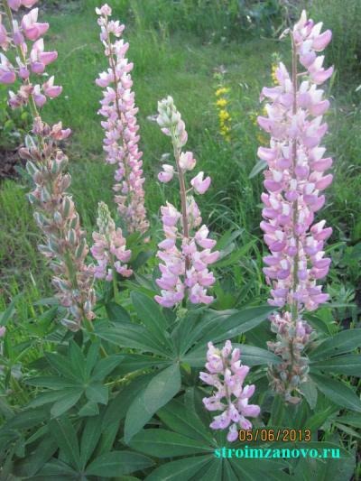 Цветы в саду  
Цветы в саду