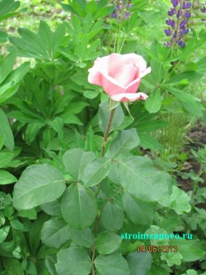 Цветы в саду  
Цветы в саду