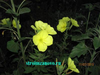 Цветы в саду  
Цветы в саду