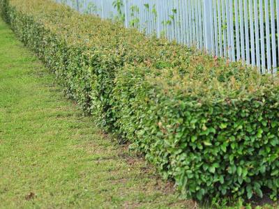 Живая изгородь на даче  
Живая изгородь на даче