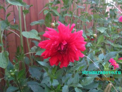 Цветы в саду  
Цветы в саду