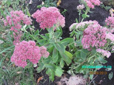 Цветы в саду  
Цветы в саду